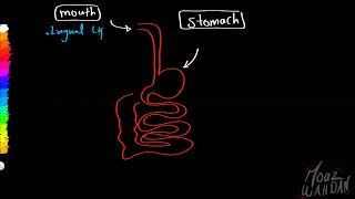 05 Lipids Digestion Absorption Moaz Wahdan [upl. by Namra]