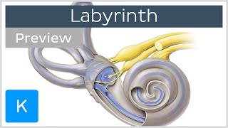 Labyrinth Structure and inner ear function preview  Human Anatomy  Kenhub [upl. by Naamana]