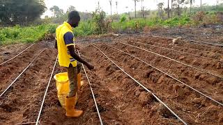 How to Apply Organic Fertilizer  Manure For optimum yield [upl. by Wack144]