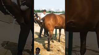 horse equestrian horselover horseracing animals funny duetz comedyfilms comedy bendparty [upl. by Drarej287]