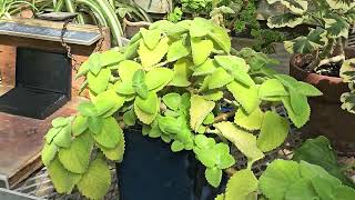 PLECTRANTHUS AMBOINICUS  MEXICAN MINT  edible plant [upl. by Terrye]