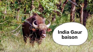 BISON India GaurJungle book home stay chilapata a forest home stay [upl. by Acirat]