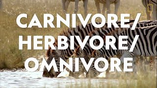 Definitions in the Field CarnivoreHerbivoreOmnivore [upl. by Ainegul705]