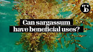 Can sargassum have beneficial uses [upl. by Ietta]