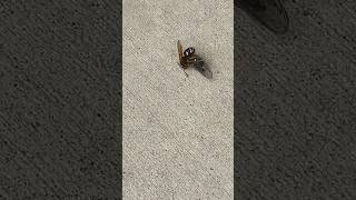 Cicada killing wasp [upl. by Meaghan]