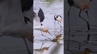 Mallard mom protect babies from Avocets birds wildlife birdlovers [upl. by Lacagnia195]