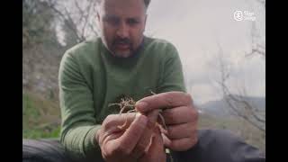 Qurost Farms  Nitrogen Fixating Legumes  Shimla [upl. by Reldnahc]