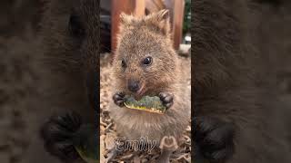 Come with me to Rottnest capcut australia fyp [upl. by Yedsnil861]