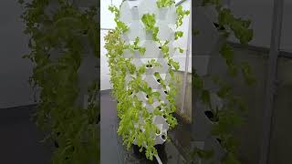 aeroponictower garden indoorplants aeroponics indoorgarden hydroponictower plants hydroponic [upl. by Macintosh6]