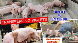 Transferring Piglets from Nursery to Grower Pen l Sobrang bigat na nila klaritafarmFarming [upl. by Peggy673]