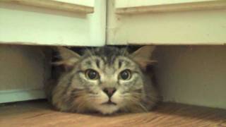 Funny Cat Video  Guiness Finds Hiding Spot [upl. by Kapeed]