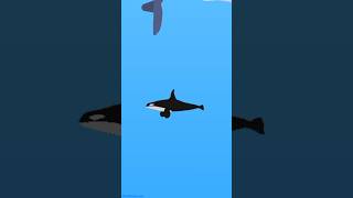 The reaper leviathan hunts a aircraft orca credits THEJAZZPLAYSANIMATION for the audio [upl. by Aerdma800]