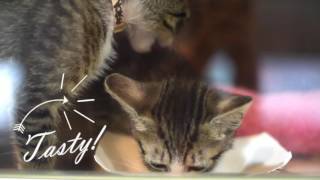 Kitten Lady visits the ASPCA Kitten Nursery [upl. by Sidwohl]