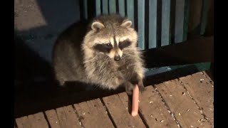 Wednesday May 8 2024  Raccoons on the porch and in the yard on a cold night [upl. by Yadnus]