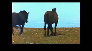 CAVALOS SELVAGENS  DOCUMENTÁRIOS CAVALOS SELVAGENS HD [upl. by Einohtna]