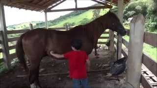 Vida na Fazenda Parte 2 Como escovar o Cavalo [upl. by Nahum]