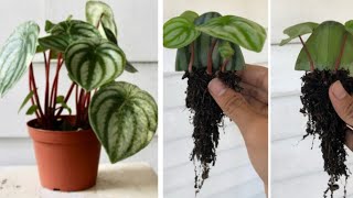 Watermelon leaf peperomia plant leaf propagation [upl. by Maurine]