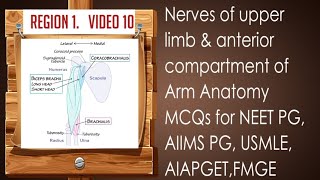 nerves of upper limb amp anterior compartment of arm anatomy mcqs for NEET PGUSMLE FMGE AIAPGET [upl. by Oknuj408]