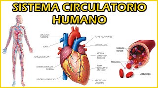 SISTEMA CIRCULATORIO HUMANO Vasos sanguíneos Corazón Sangre Arteria Venas Capilares Presión [upl. by Atinar]