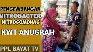 PENGEMBANGAN NITROBACTER DN NITROSOMONAS  KWT ANUGRAH  PPL BAYAT TV [upl. by Aetnahc335]