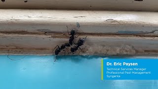 Controlling Carpenter Ants with Optigard Ant Gel Bait [upl. by Halden]