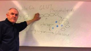 Glucose homeostasis lesson 2 Glucagon [upl. by Navonoj]