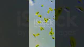 Euglena viridis of Phylum Protozoa under microscope [upl. by Andromeda]