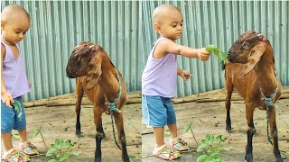 Little kids and baby goats playing  Animals Video  HD Footage part 02 [upl. by Cathi677]