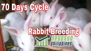 RABBIT BREEDING 70 DAYS CYCLE  Negosyo Philippines [upl. by Enelrats]