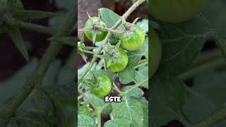 Tomato brown rugose fruit virus ToBRFV Virus del rugoso en tomate [upl. by Tiemroth]