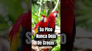 Curiosidad de loros [upl. by Mossolb]