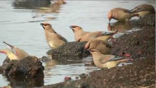 ヒレンジャク Japanese Waxwing Bombycilla Japonica [upl. by Enilasor]