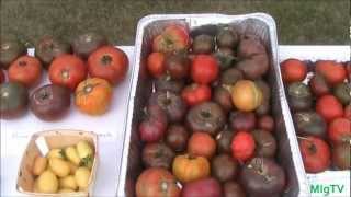 How to Save Tomato Seeds  Seed Saving Series [upl. by Card122]