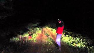 Wolf howling in Eastern Algonquin Park September 2014 [upl. by Luna]