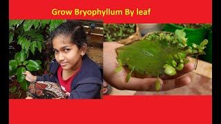 How to Grow Bryophyllum Ranapala by Leaf  Grow Patharchatt  Succulent plant [upl. by Rauscher537]