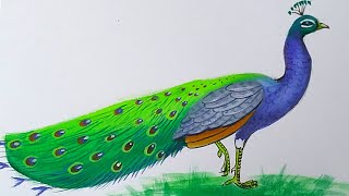 How to draw a Peacock with poster colour step by step for beginners [upl. by Nyleahs]