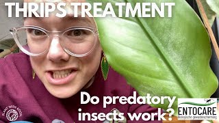 Thrips treatment  do predatory mites work ft Entocarenl  Plant with Roos [upl. by Nodnarg317]