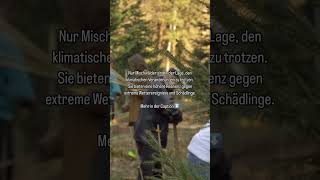 Welche Bäume pflanzt du in deinem Wald Mischwälder bieten durch ihre Vielfalt an Baumarten [upl. by Rannug891]