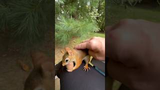 I pet a red squirrel a chipmunk and a gray squirrel in 20 seconds😯 squirrelwhisperer [upl. by Roleat475]