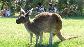 Australia November 2013  Perth Fremantle Scarborough [upl. by Arahsak]