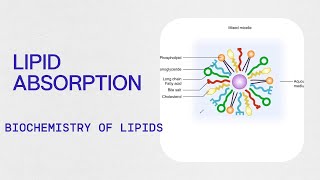 Biochemistry  Lipid Absorption [upl. by Cly]