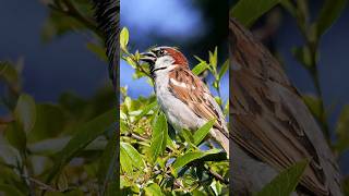 Happy Sparrow chirping sounds [upl. by Nylessej839]