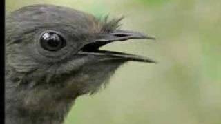 Amazing Bird Sounds From The Lyre Bird  David Attenborough  BBC Wildlife [upl. by Odnarb]