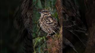 Nightjars are nocturnal birds known for their camo amazon birds amazonwildlife amazonapparel [upl. by Nothsa]