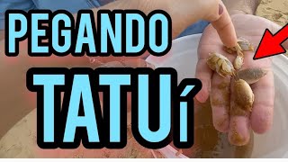 PEGANDO TATUÍ NA AREIA DA PRAIA tatui praia tatuira [upl. by Eiznil]