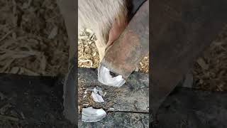 Cut off the surface of the donkey hoof to expose the white interior [upl. by Cormac195]