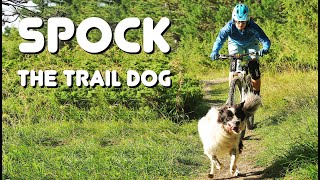 Spock the Trail Dog [upl. by Kohcztiy]