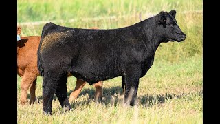 Reimann Pasture Sale 2024  Tag 10 [upl. by Havard]