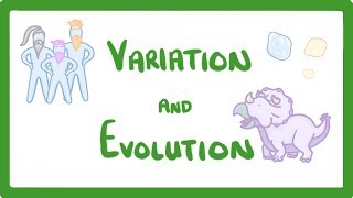 GCSE Biology  Variation and Evolution 68 [upl. by Eihcra487]