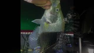 Kaweah Lake 7152023 Crappies are out [upl. by Yendroc]